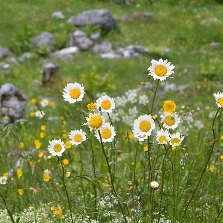 Gloesalm Lejlighed Ramsau am Dachstein Eksteriør billede