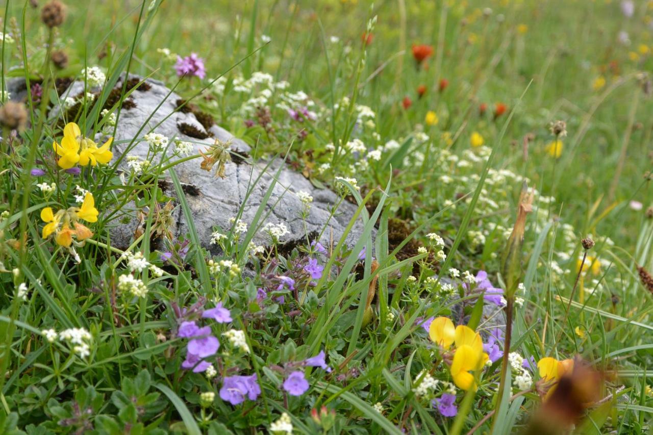 Gloesalm Lejlighed Ramsau am Dachstein Eksteriør billede